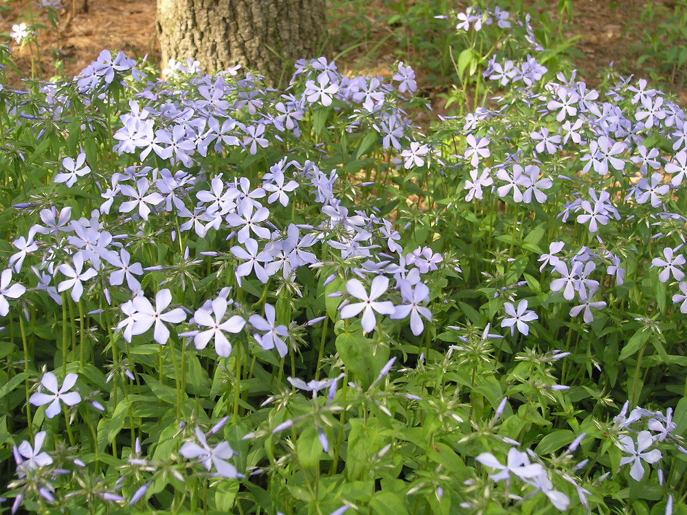 <p>A low, spreading native with clusters of fragrant blue, lavender, or white spring flowers.</p>