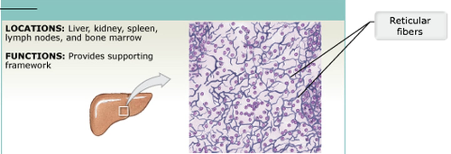 <p>Description: Many cell types on a network of reticular fibers in a typical loose ground substance.</p><p>Function: Forms the internal skeleton (stroma) of organs, protects against disease, and removes worn-out cells.</p><p>Location: Lymphoid organs, such as lymph nodes, spleen, and bone marrow.</p>