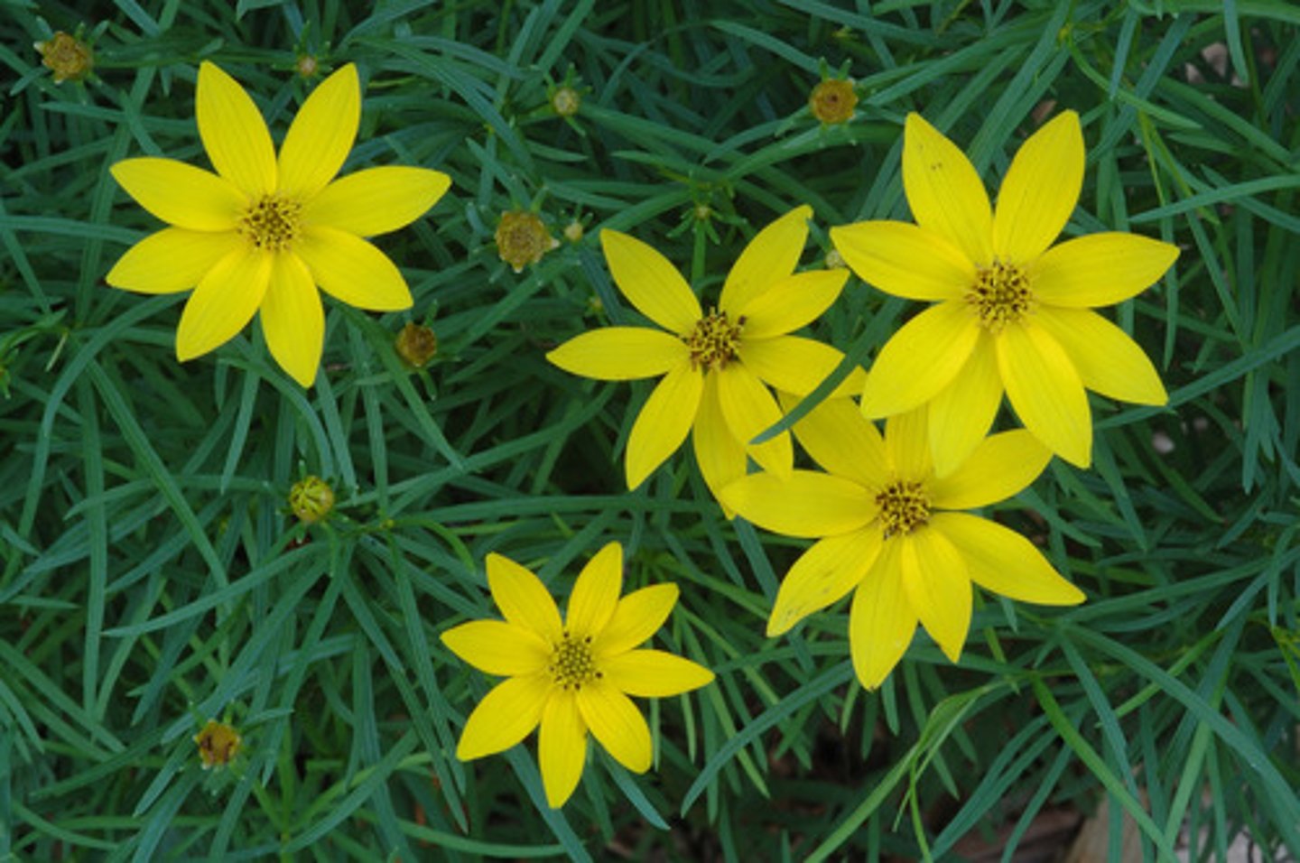 <p>native wildflower; short lived perennial; barely scented; clump</p><p>leaves: lanceolate; strong midvein on underside; entire margins</p><p>bloom: golden yellow; bud looks like tick</p>