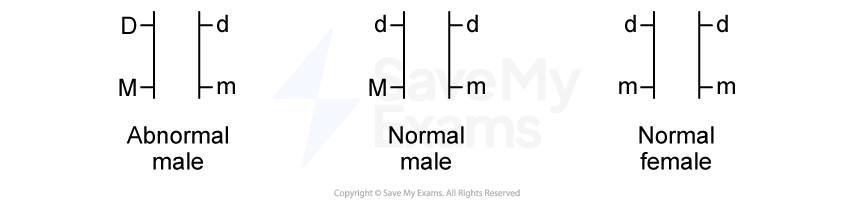 <p>linking them with lines, representing the homologous chromosomes</p><p>used when dihydric fails as independent assumption isn’t true</p>