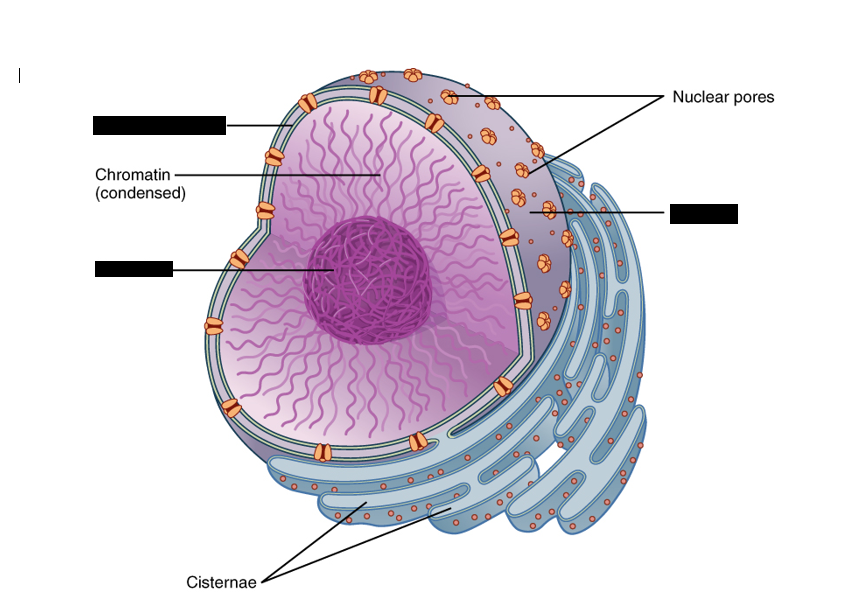 Label the 3 structures covered in a Nucleus
