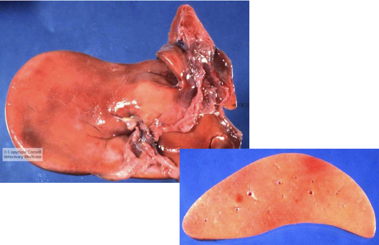 <p>What does this liver have?</p>