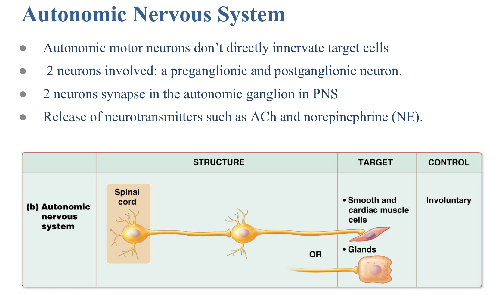 <p>B. It has myelinated axons</p>