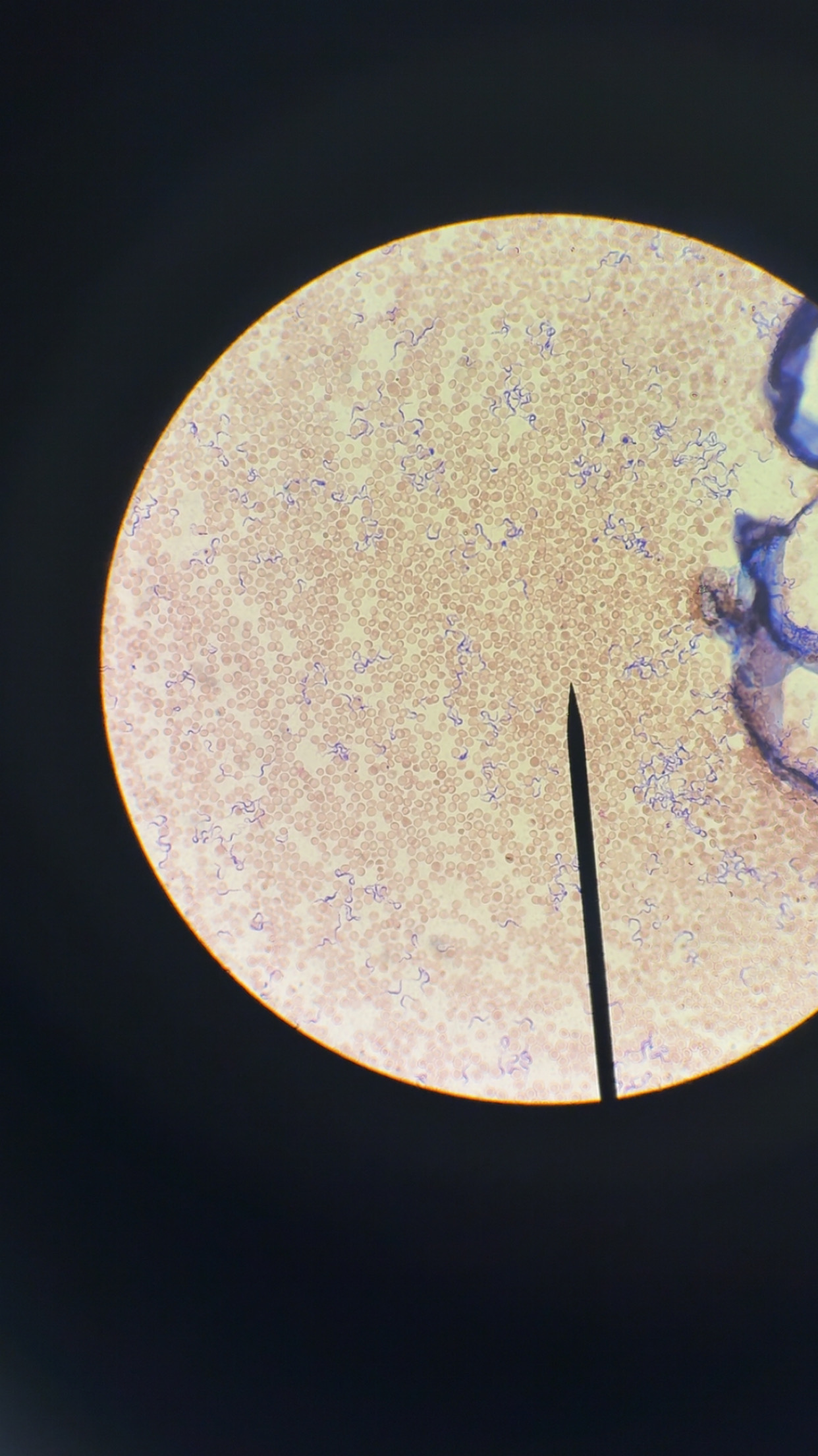 <p>What phylum is this</p>
