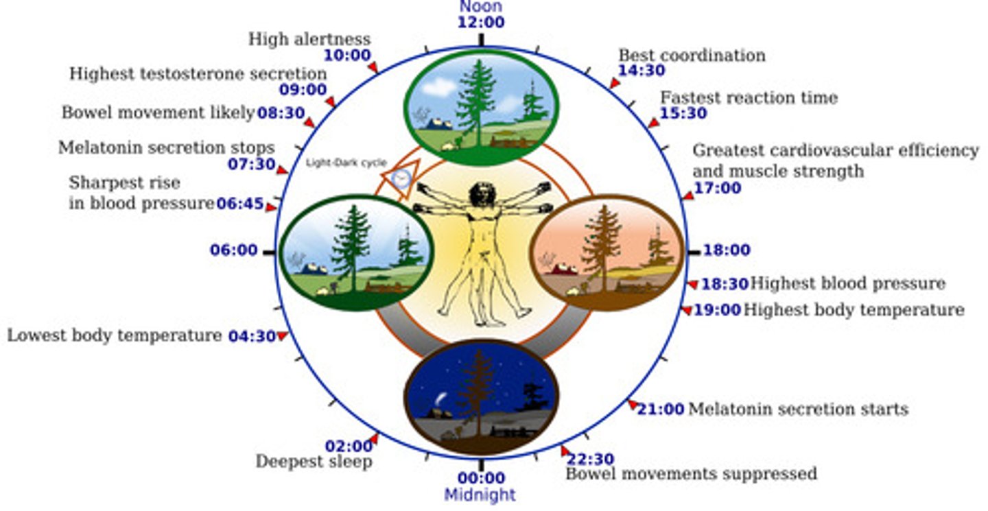 <p>the biological clock; regular bodily rhythms that occur on a 24-hour cycle</p>