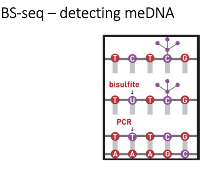 <p>BS seq</p><p>nanopore seq - direct detection</p>