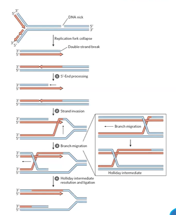 <p>no errors, repairs ds breaks, only in S or G2 phases</p><p>on broken chromosome, grab its partner and use the partner as template</p><p>BRCA genes involved</p>