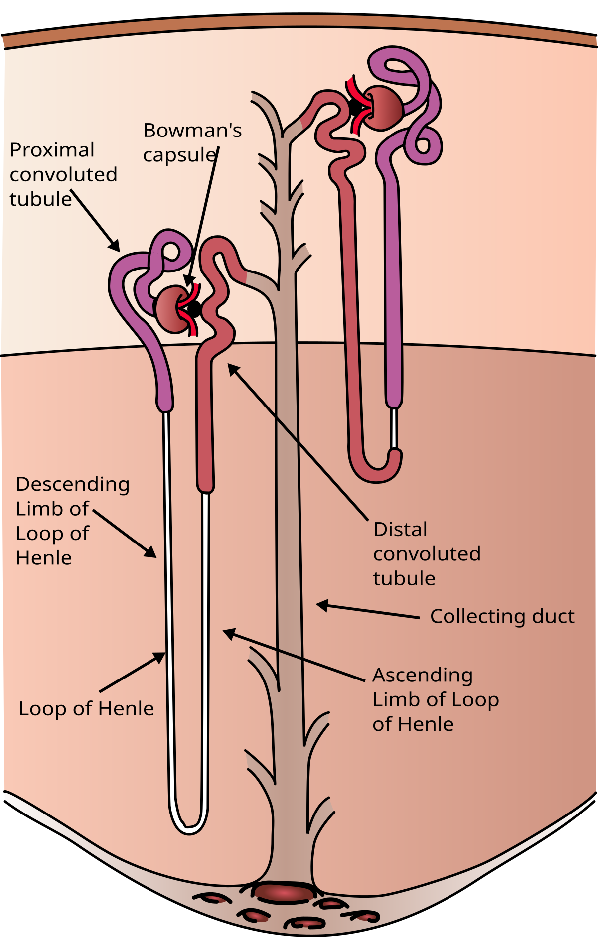 <p>The <strong>functional unit of the kidney</strong> responsible for filtering blood and forming urine. Each kidney contains <strong>over 1 million nephrons</strong>.</p>