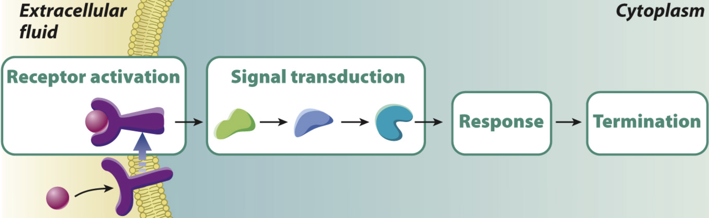 <p>The movement of a cell signal from the ligand toward the cell response. May involve the modification of relay proteins, phosphorylation cascades, and 2nd messengers (like Ca2+ and cAMP).</p>