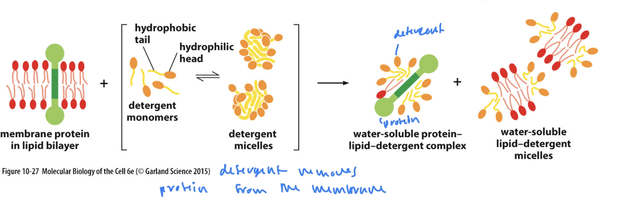 <ul><li><p>requires a lot of detergent since integral proteins are mostly np</p></li><li><p>requires an amount of detergent &gt;/= the CMC</p></li><li><p>then micelles are formed</p></li></ul><p></p>