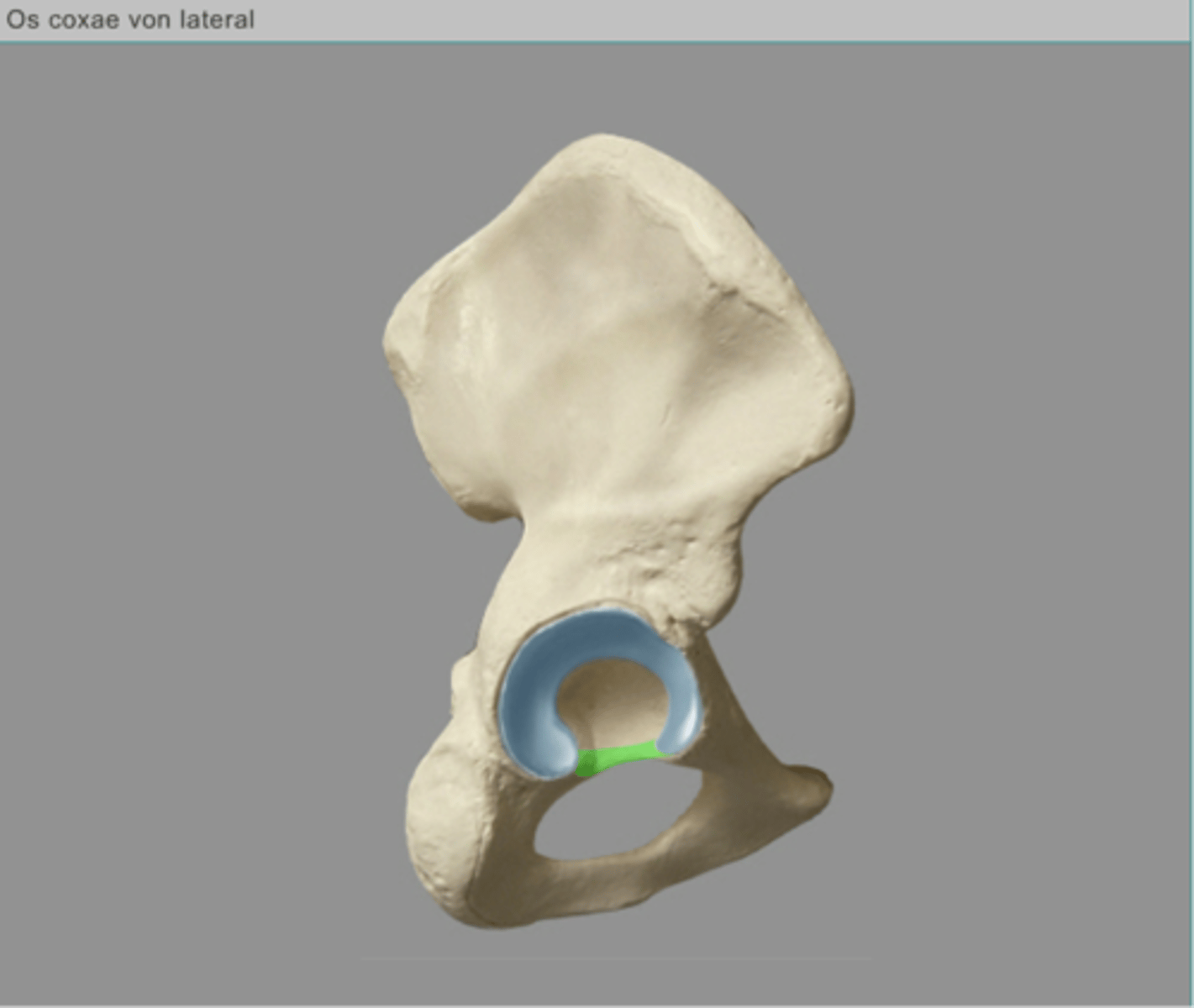 <p>incisura acetabuli</p>