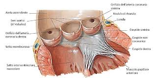 <p>Posteriormente alle cuspidi della valvola aortica sono presenti i SENI AORTICI dx e sx, dove originano le ARTERIE CORONARIE</p><p>Durante la diastole, mentre il sangue tende a ritornare nel ventricolo:</p><ul><li><p>Una parte abbiamo detto che va a riempire le tasche che chiudono la valvola</p></li><li><p>Un’altra parte invece entra nelle Arterie Coronarie</p></li></ul><p>Due delle 3 cuspidi della valvola aortica sono coronariche (quella dx e sx), mentre una (quella posteriore) no perché non origina nessuna coronaria.</p><p></p>