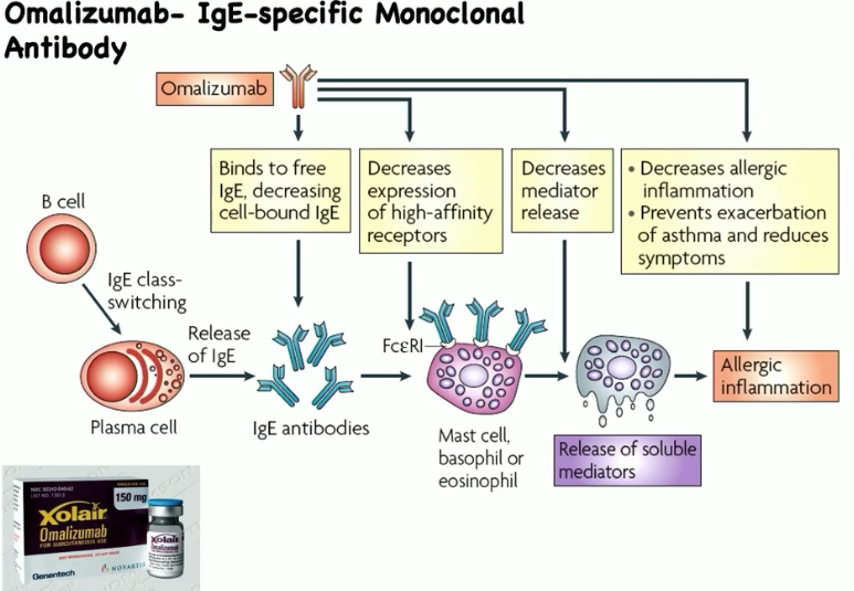 <ul><li><p>FDA-approved monoclonal antibody/injection for allergic response</p></li><li><p>selectively binds to Cε3 domain of IgE molecules, blocks IgE interaction with FcεR1 on mast cells, basophils, eosinophils</p></li><li><p>inhibits allergen-induced mast cell and basophil degranulation</p></li></ul><p></p>