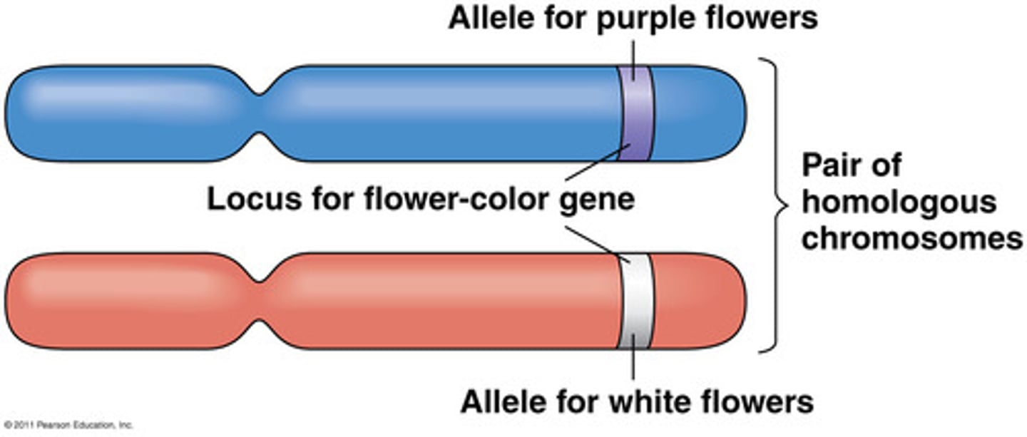 <p>The pairs of genes occupying a specific spot on a chromosome; different forms of a gene</p>