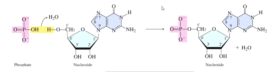 <p>Nucleoside reacts with the phosphate group </p><ul><li><p>The base is always attached to the carbon 5 on the sugar </p></li></ul><p></p>