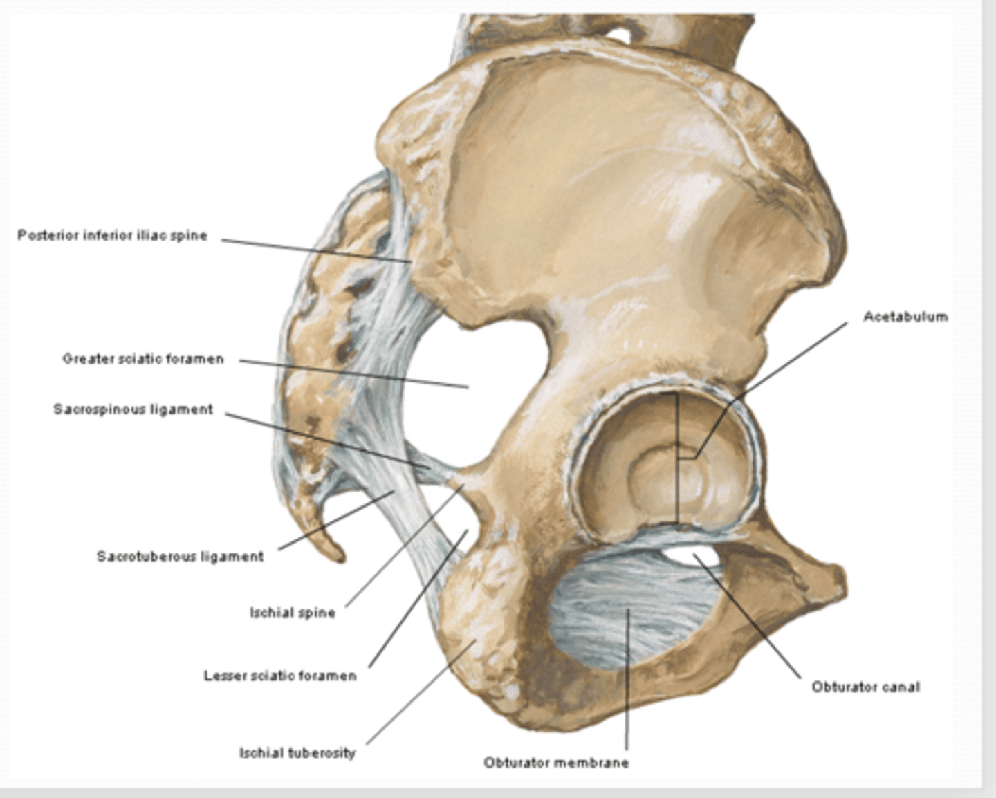<p>What is the greater sciatic notch between </p>