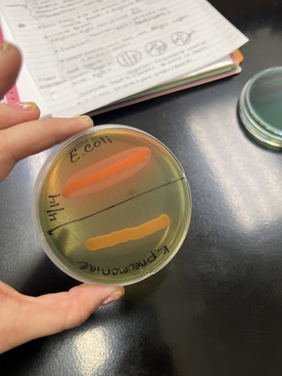 <p><strong>Selective </strong>for Gram (-) sp.</p><p><strong>Differential </strong>for Lactose, Sucrose, &amp; Salicin Fermentation (+): Yellow/ Orange,</p>