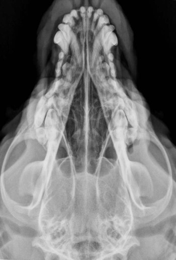 <p>Label the following structures of this canine radiograph:</p><p>Cranium</p><p>Mandibular body</p><p>Coronoid process</p><p>Zygomatic arch</p><p>Mandibular symphysis</p>