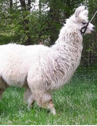 <p>What is this llama?</p>