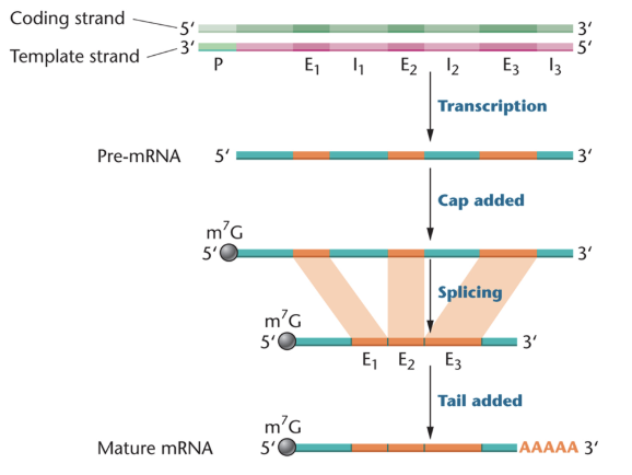 <ul><li><p><span>many eukaryotic genes contain long insertions of non-coding sequences called introns</span></p></li><li><p><span>introns</span></p><ul><li><p><span>intervening sequence</span></p></li><li><p><span>transcribed but removed before translation&nbsp;</span></p></li><li><p><span>even though they are removed, introns can contain important information</span></p></li></ul></li><li><p><span>exons</span></p><ul><li><p><span>expressed sequence</span></p></li><li><p><span>transcribed and translated</span></p></li></ul></li></ul><p></p>