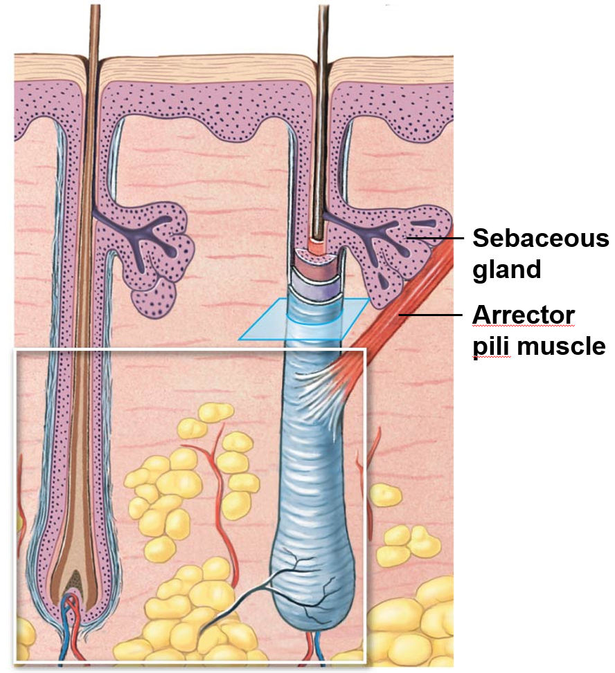 <ul><li><p>bundle of involuntary smooth muscle</p></li><li><p>extends from papillary layer of dermis to connective tissue sheath of follicle</p></li></ul><p></p>