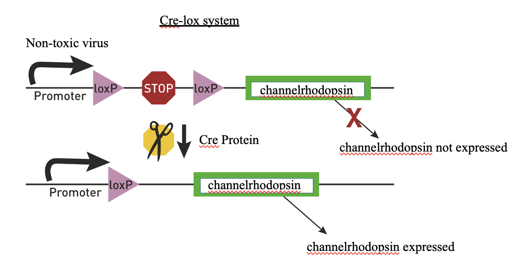 <p>This is the strategy used for experimental mouse models in which a cell-type specific ‘cre’ mouse line is available </p><p>In humans and non-human primates, the strategy is to use a cell-type specific ‘promotor’ to get around the cre requirement</p><p>Virus encoding construct with a stop codon that are flanked by lox p sites, cre bings to the sites, cuts the out, is recombined, and the gene can be transcribed</p>