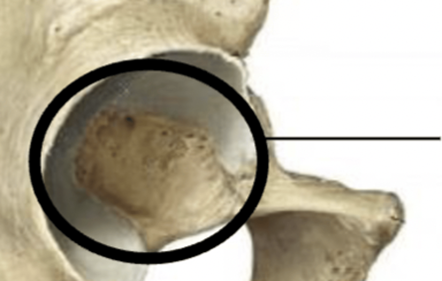 <p>acetabulum</p>