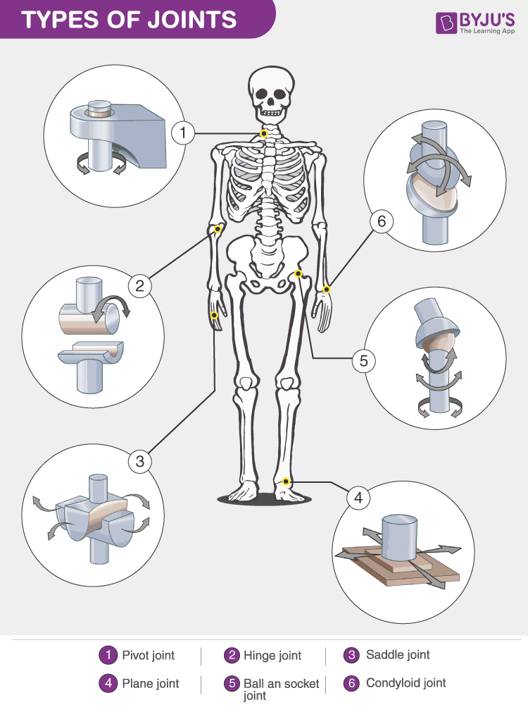 <p><span>Hinge joints are more stable than ball-and-socket joints.</span></p><p><span>Ball-and-socket joints allow a greater range of movement along more than one plane, while hinge joints have less range of movement (only along one plane). </span></p>