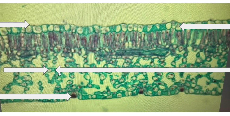 <p>In this image, identify Xylem, Phloem, Epidermis, Cutcile, and Guard Cells (leaf cross-section)</p>