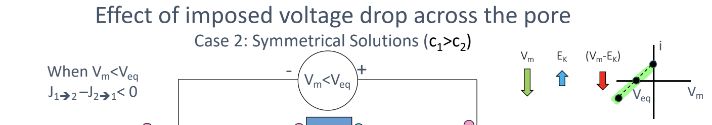 * conditions for zero net ion flux through a pore
* current is zero when voltage intra and extracellular has unique value that depends on concentration extra/conc intra of bulk solutions
* symmetrical solutions in cation-selective pore
  * when Vm = 0, equal movements of flux from inside to out and out to in so everyone 0
  * when Vm>0 → positive charges congregate to inside of plasma membrane and bigger cation flux from in to out than out to in
    * both Vm and Vm-Ek (electrochemical driving force) increase
    * net current from in to out
  * when Vm<0 → negative charges congragate to inside of membrane and bigger cation flux from out to in than in to out
    * both Vm and Vm-Ek (electrochemical driving force) decrease
    * net current from out to in
* non symmetrical solutions → greater conc inside than out
  * Vm = 0 → net flux and net current from inside to outside driving by conc difference
    * increase in Ek and Vm-Ek
  * Vm = Veq → net flux and net current is zero with a small electric field being pulled to inside as it is more negative charges congregated on inside of membrane
    * decrease in Vm and increase in Ek
  * Vm<Veq → net flux and net current from outside to inside with a greater electric field being pulled inside due to negative charges congregating on inside of membrane
    * Vm greatly decrease, Ek small increase and driving force small decrease