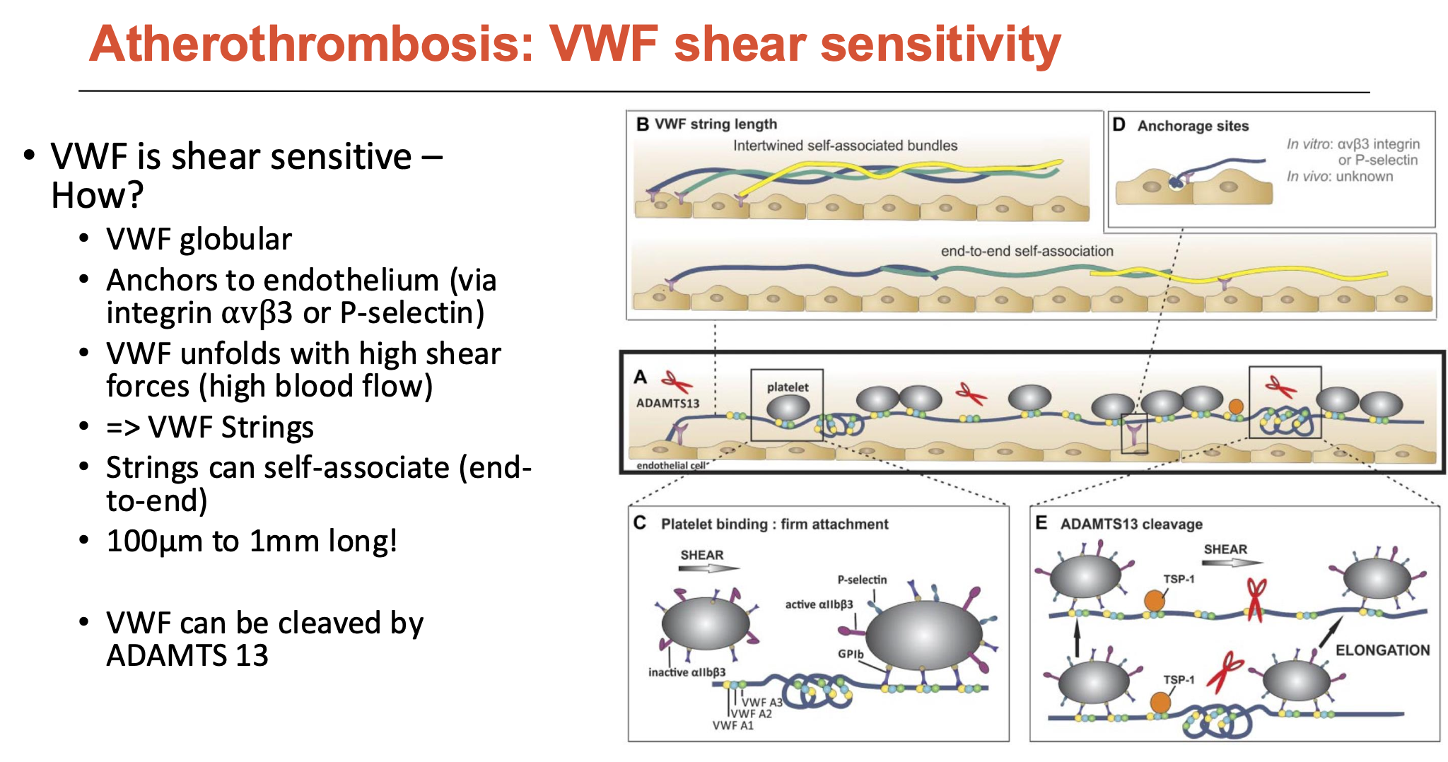 <p>vWF is a globular protein (normally floats around blood as a compact blob, but can elongate)</p><ul><li><p>can anchor to endothelium (via integrin αvβ3 or P-selectin)</p></li><li><p>vWF unfolds with high shear forces (high blood flow) → <strong>vWF strings</strong></p></li><li><p>vWF strings can self-associate (end-to-end: 100μm to 1mm long)</p></li><li><p>vWF can be cleaved by ADAMTS 13</p></li></ul><p></p>