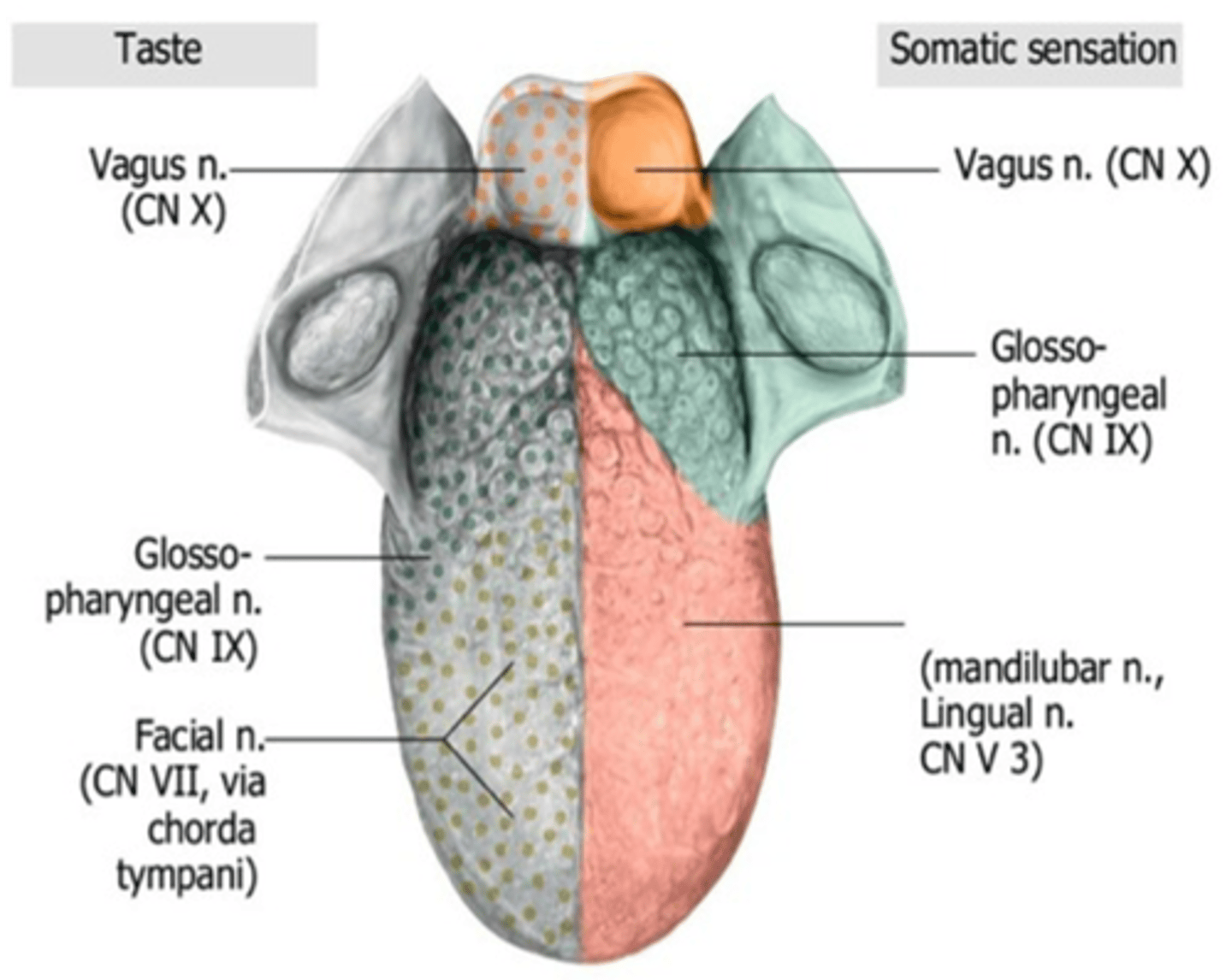 <p>Glossopharyngeal nerve</p>