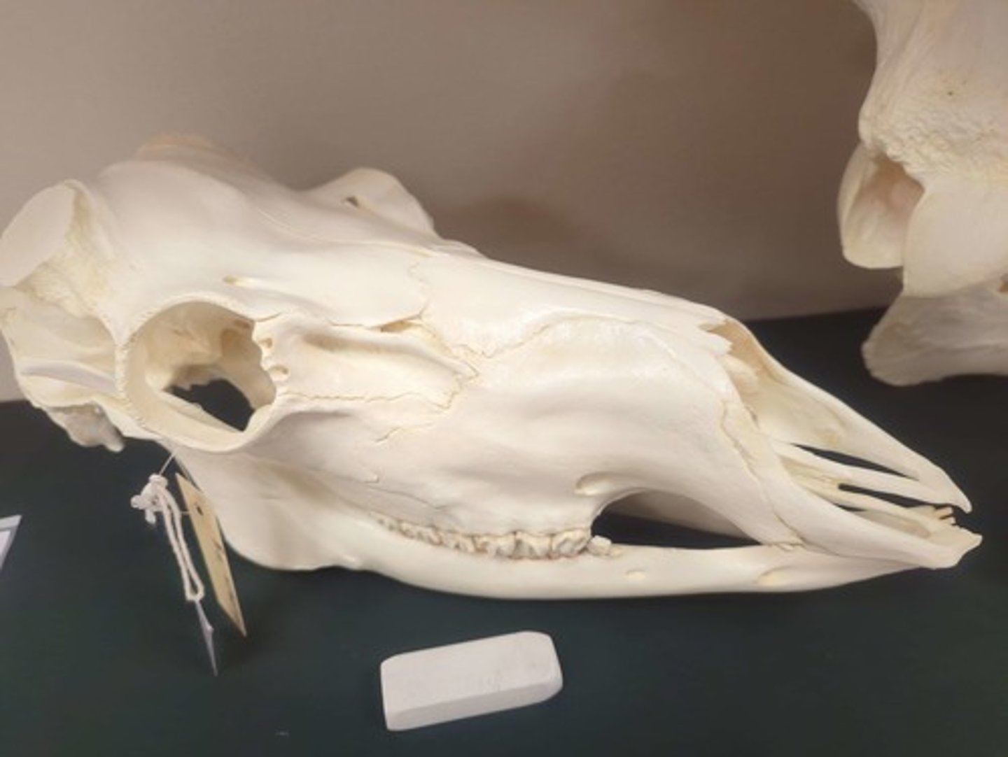 <p>What animal is this? Answer with "Skull" after animal name.</p>
