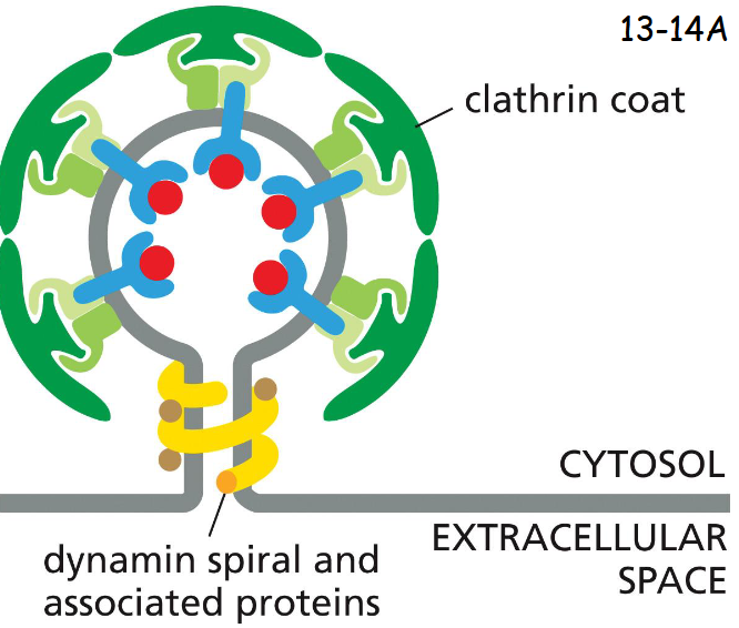 <p>dynamins assemble into a spiral at the neck of each bud. The detailed events are unknown.</p><p>It has a GTPase domain that regulates the rate of pinch-off, membrane fusion and seal-off.</p>