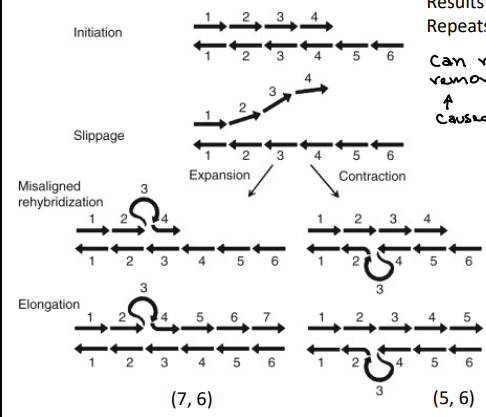 <p>Misalignment of repeating STRs → Resulting in the addition or deletion of Repeats (microsatellites) or bases</p>