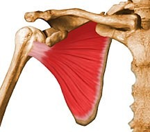 origin: subscapular fossa of scapula
insertion: lesser tubercle of humerus
action: medial rotation of humerus