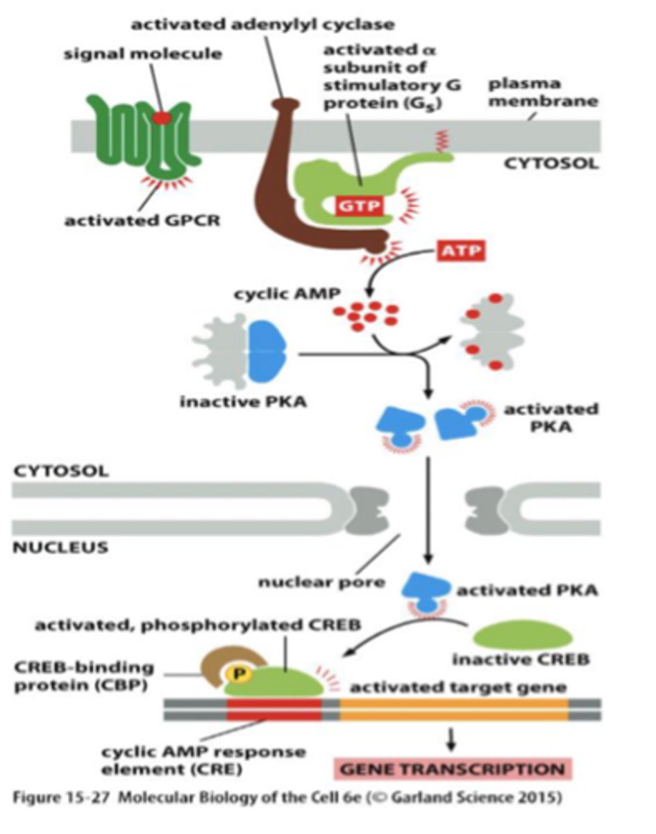 <p>an enzyme that converts ATP to cAMP in response to an extracellular signal</p><p>activates PKA</p>