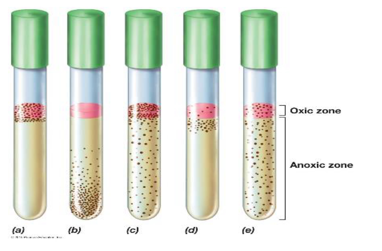 <p>Describe the results of microbes in the thioglycolate broth</p>