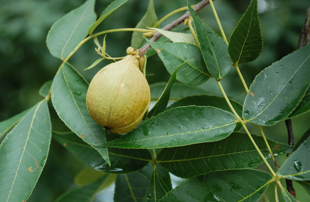 <p>pignut hickory</p>