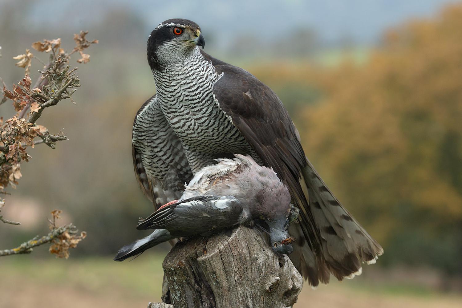 <p>Northern Goshawk</p>