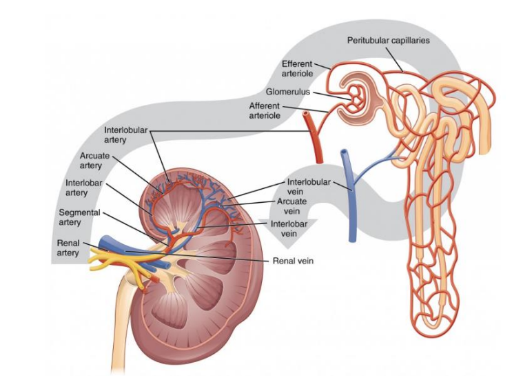 <p>- Efferent is on the way out, afferent is on the way in</p><p>- efferent is smaller diameter then afferent</p><p>- efferent continues to be the peri-tubular capillaries (peri means around, so the capillaries around the tubules)</p>
