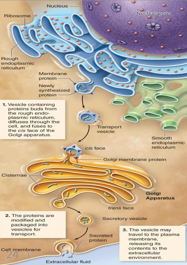 <p>Exocytosis</p><p>Insulin needs to be made. Insulin is a protein so its starts by transcription in the nucleus → mRNA → cytoplasm → rough endoplasmic reticulum → ribosome that translate the protein → puts it in a transport vesicle → Golgi apparatus tp be corrected and folded correctly → another transport vesicle → EXOCYTOSIS sends insulin to the ECF </p>
