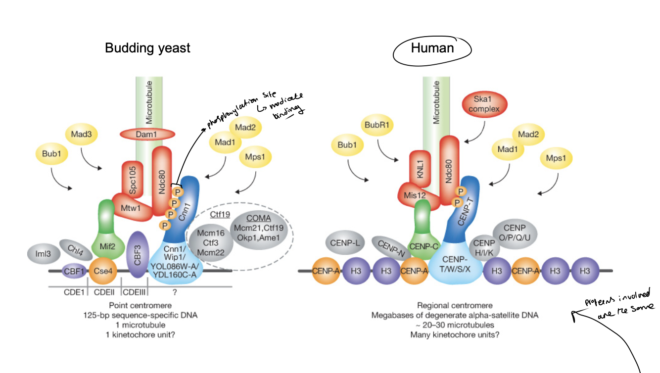 <ul><li><p>Larger and more complex</p></li><li><p><em>you can see that they are similarin strucutre to the yeast ones</em></p><ul><li><p>when interacting with other proteins</p></li></ul></li></ul><p></p>