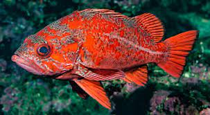 * live 100+ years
* habitat destruction & overfishing endangering local populations
* 60+ types on pacific coast
* 24 in pnw
* 14 at aquarium