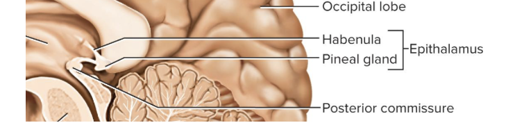 <p>-very small mass of tissue composed of the pineal gland, habenula (bridge from the limbic system to the midbrain)</p>