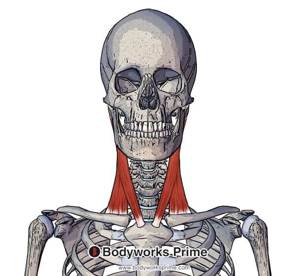 <p><span>flexes or rotates the head<br>origin: sternum/clavicle<br>insertion: mastoid process</span></p>