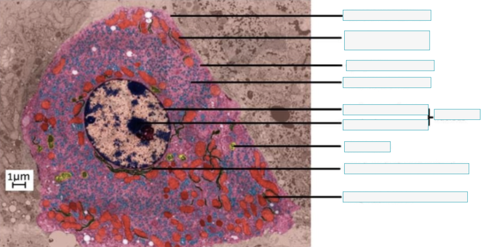 <p>Identify the organelles (1)</p>