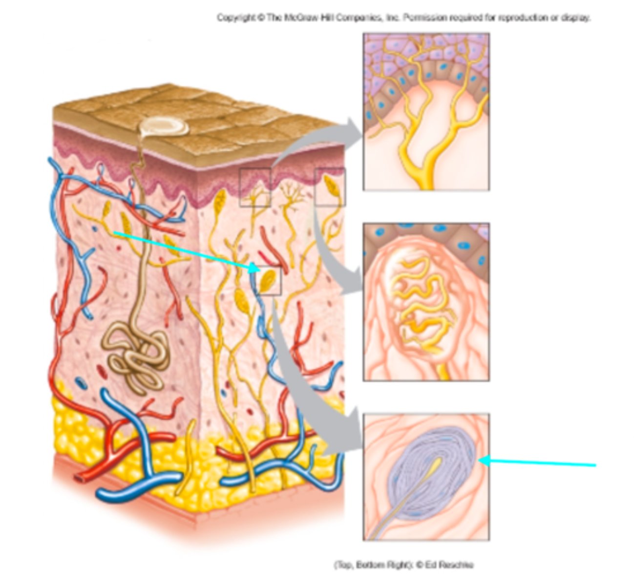 <p>Which sensory structure is the blue arrow pointing at?</p>