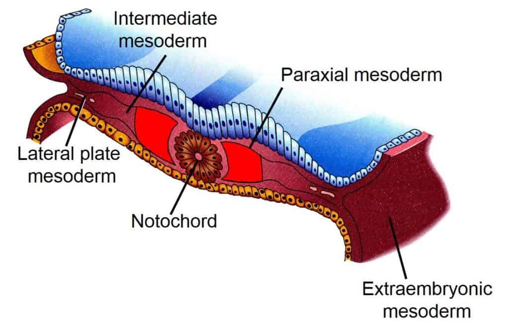 <p>Divided into : </p><ul><li><p>paraxial mesoderm</p></li><li><p>intermediate mesoderm</p></li><li><p>lateral plate of mesoderm</p></li></ul><p></p><p></p>