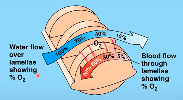 <p>countercurrent flow/exchange:</p><ol><li><p>as oxygen-rich water enters the filaments, oxygen is filtered in and distributed to blood vessels in the gill for these to be oxygenated (arteries) </p></li><li><p>as water exits the gill filaments in the form of de-oxygenated water, this is where unoxygenated blood residues (veins)</p></li></ol>